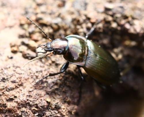 Réf. 245 543 : Poecilus versicolor